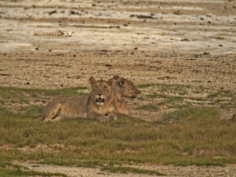 Okaukuejo, Lion